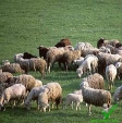 Ukraina.Owce kozy miesne 140 zl/szt, jagniecina 3 zl/kg + 10tys.ha