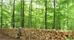 Ukraina.Drewno kominkowe od 15 zl/m3,sadzonki,choinki 10zl